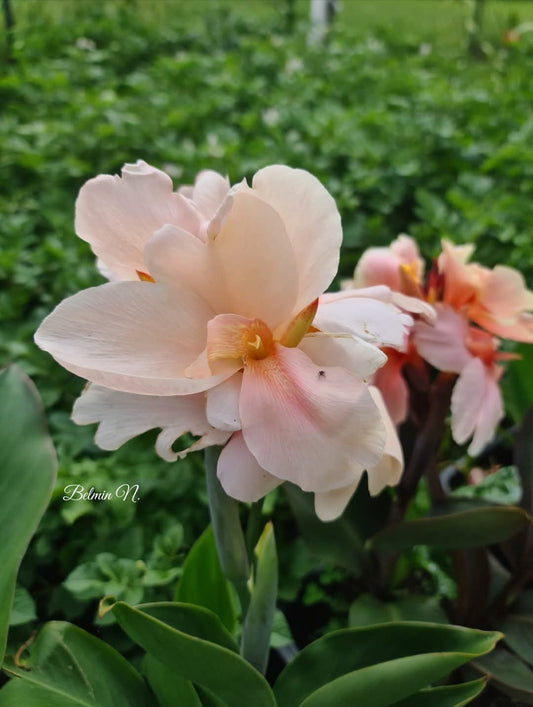 Canna 'Pokusa'