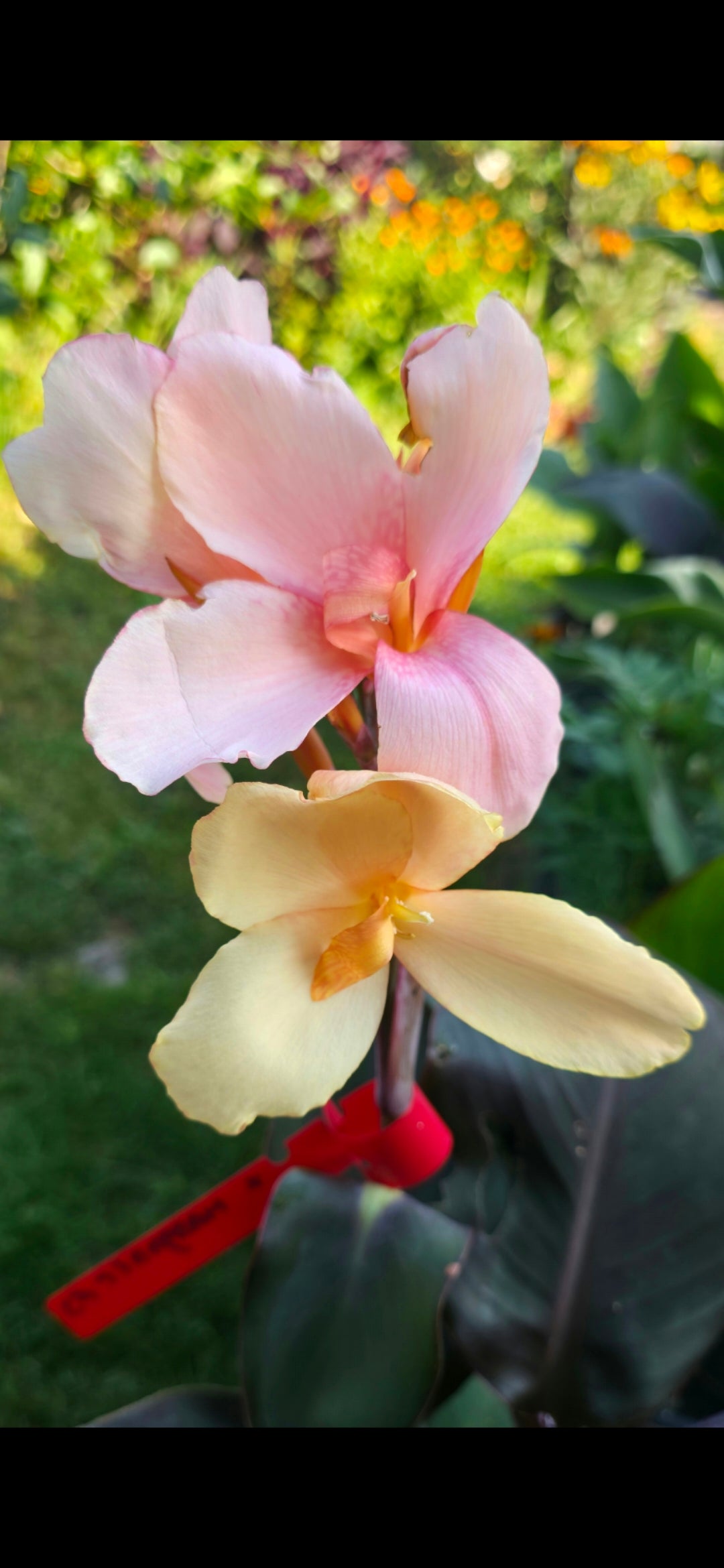 Canna 'Helena'