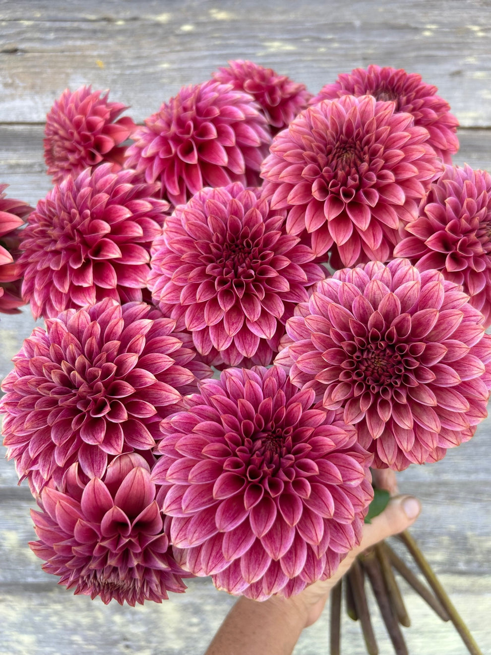Dahlia 'KA’s® Rosie Jo' - rooted cutting