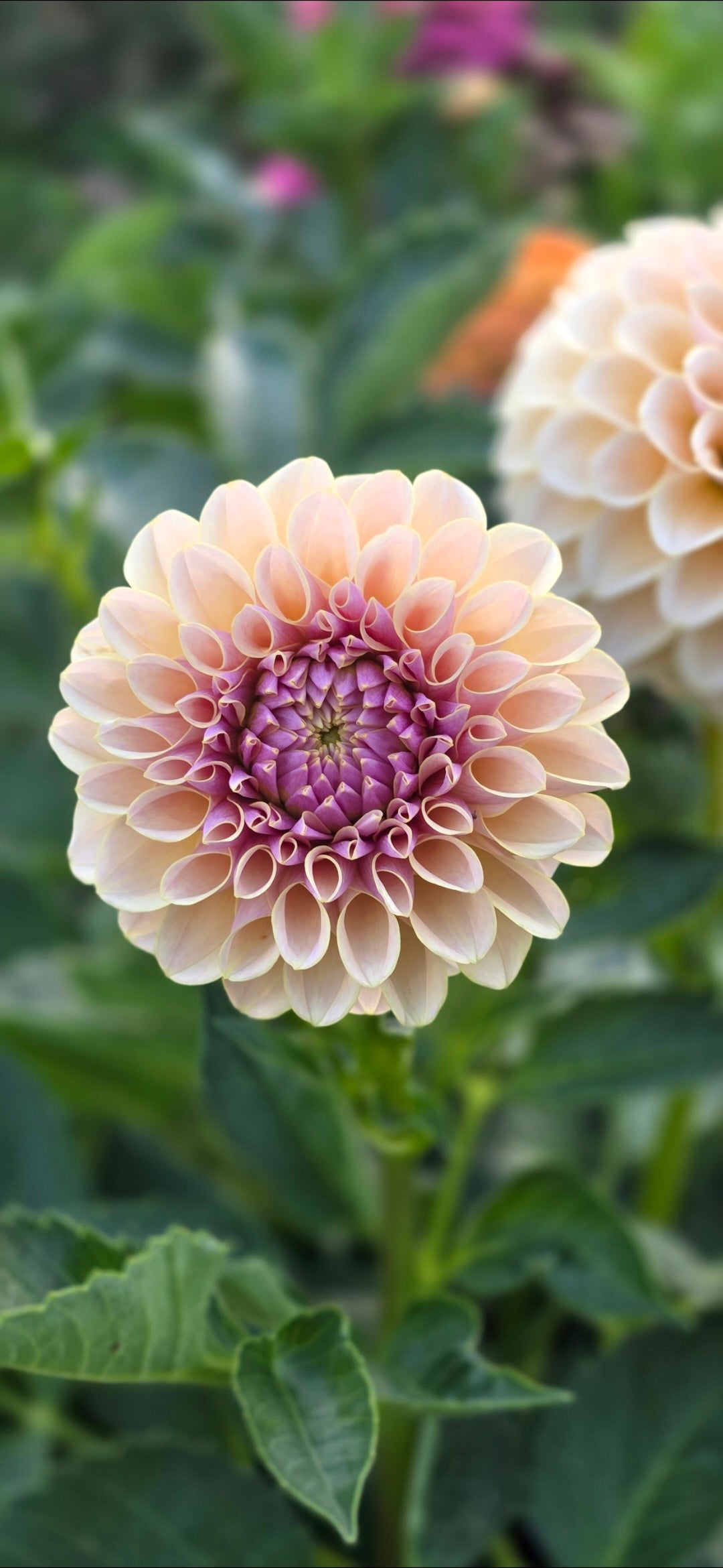 Dahlia 'KA’s® Cinder Rose' - rooted cutting