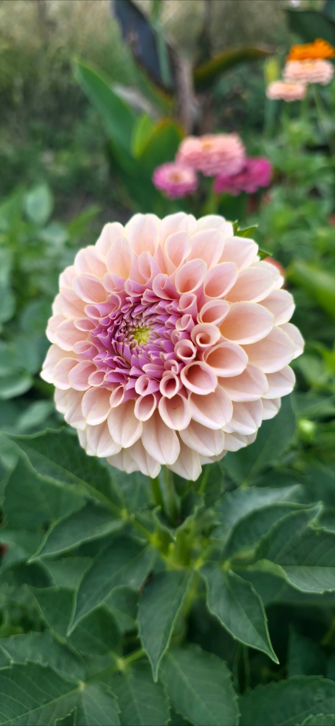 Dahlia 'KA’s® Cinder Rose' - rooted cutting