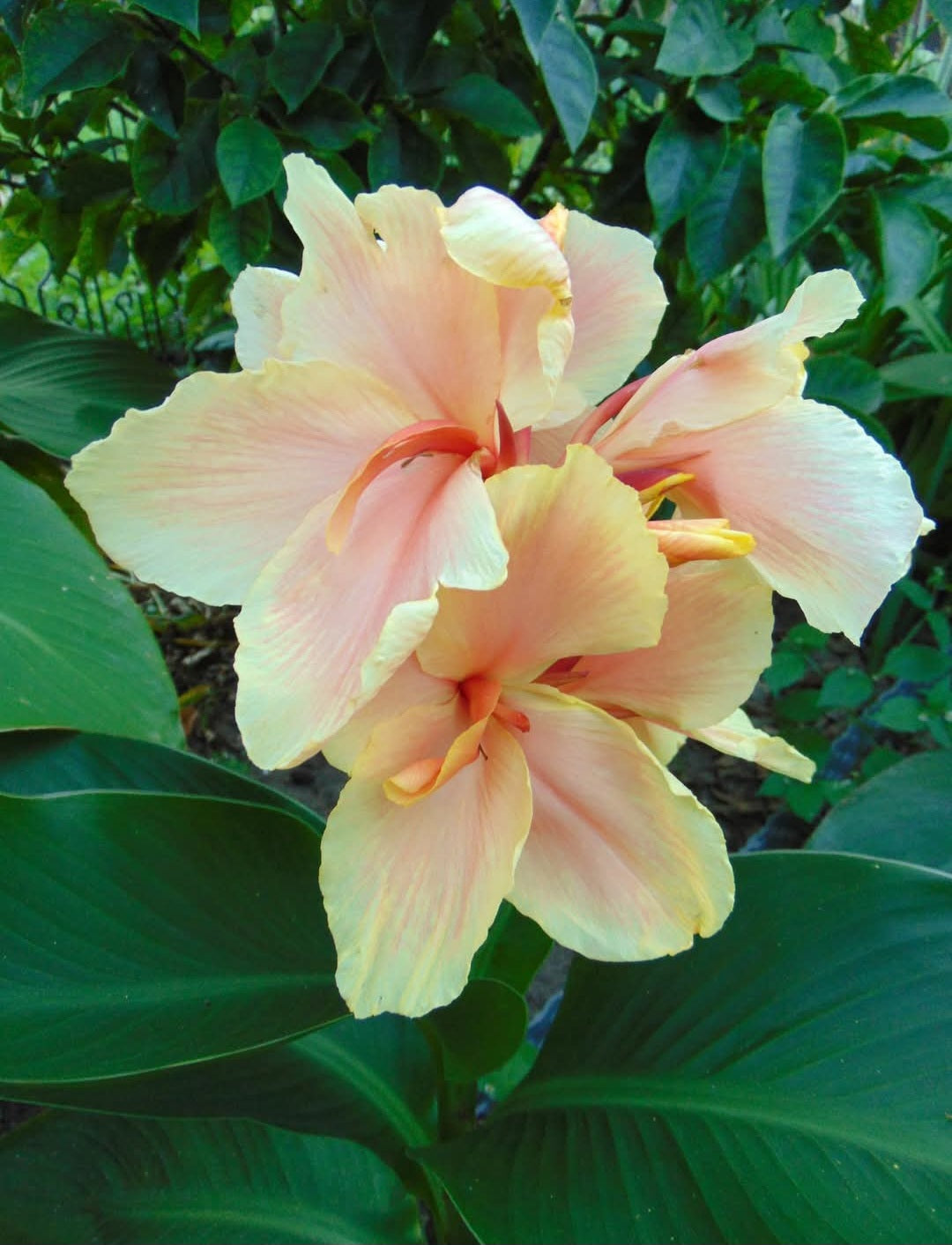 Canna 'Violetta'