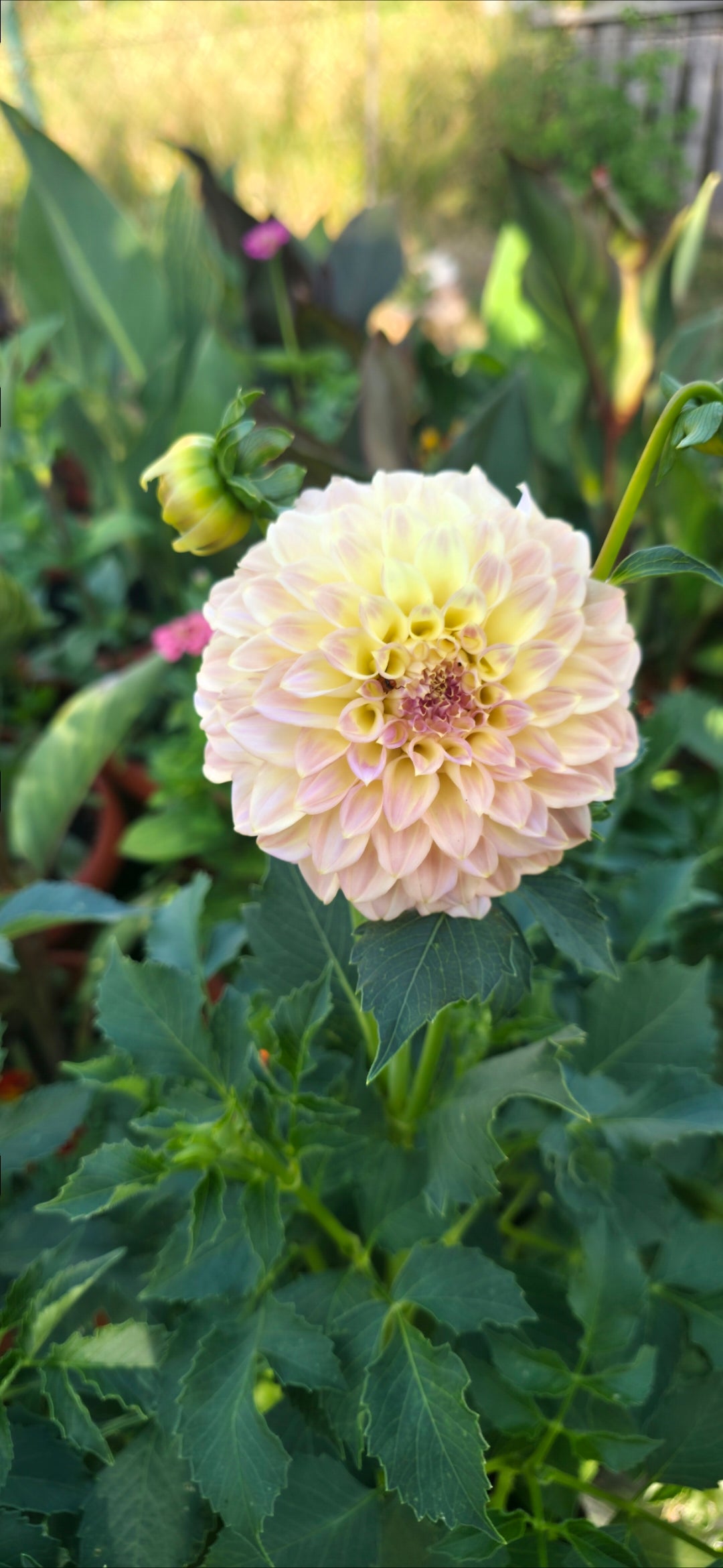 Dahlia 'Coorabell Astrid' - rooted cutting