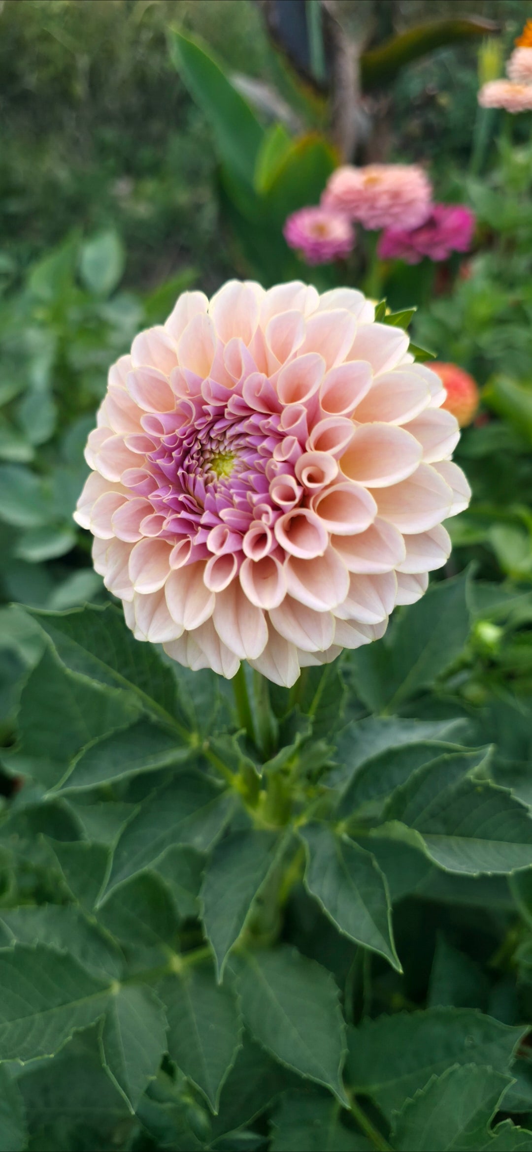 Dahlia 'KA’s® Cinder Rose' - rooted cutting