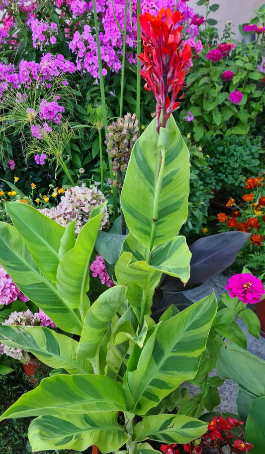 Canna 'Wolfsong'