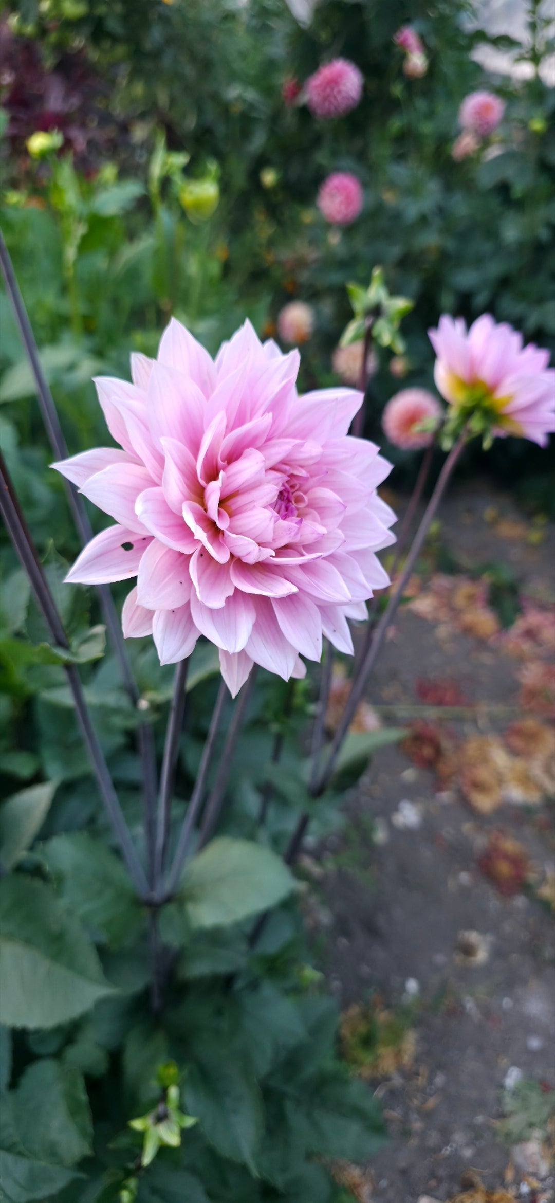 Dahlia 'Karma Prospero' - tuber