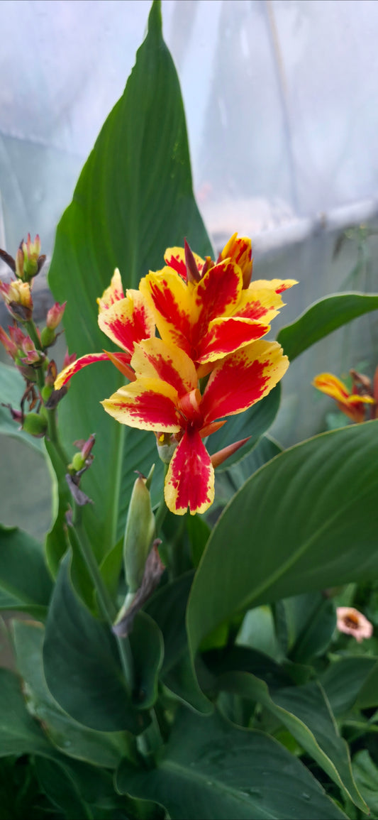 Canna 'Princess Charlotte'