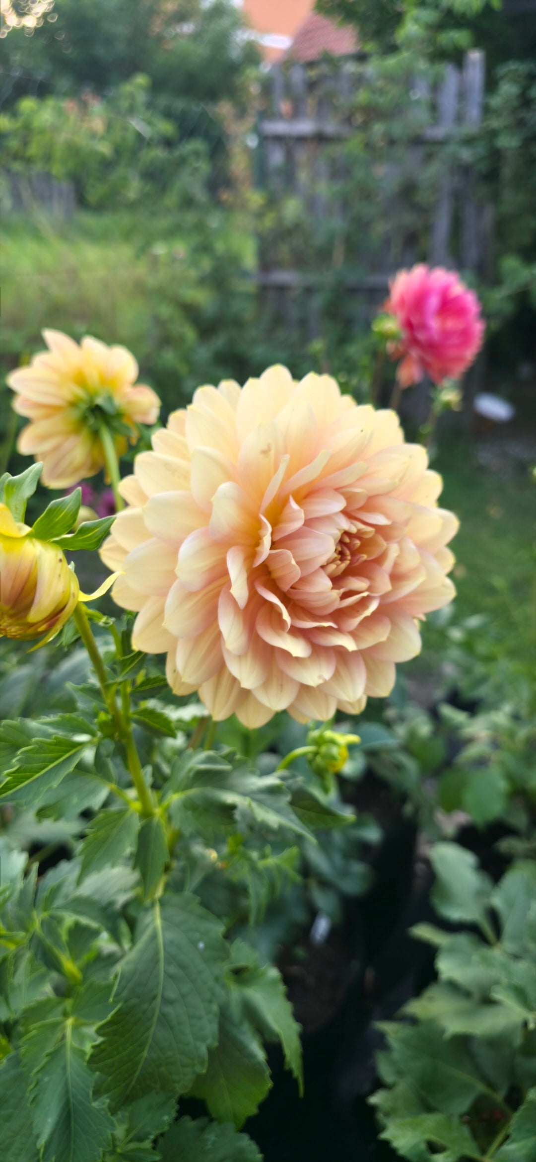 Dahlia 'Hollyhill Serenity' - rooted cutting