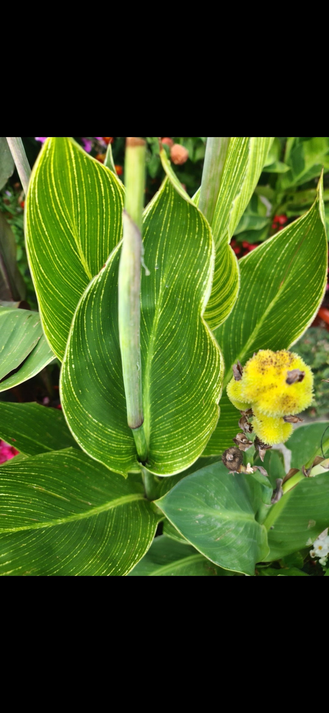 Canna 'Bangkok'