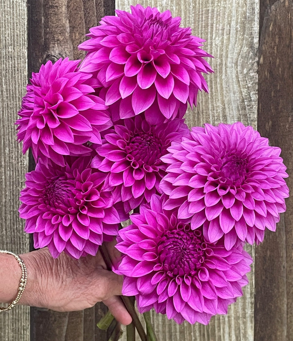 Dahlia 'KA’s® Tiny E' - rooted cutting