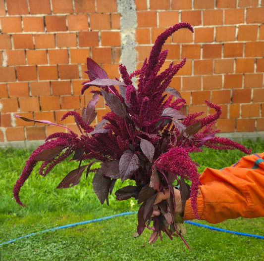 Amaranthus 'Velvet Curtains' - 50 semena
