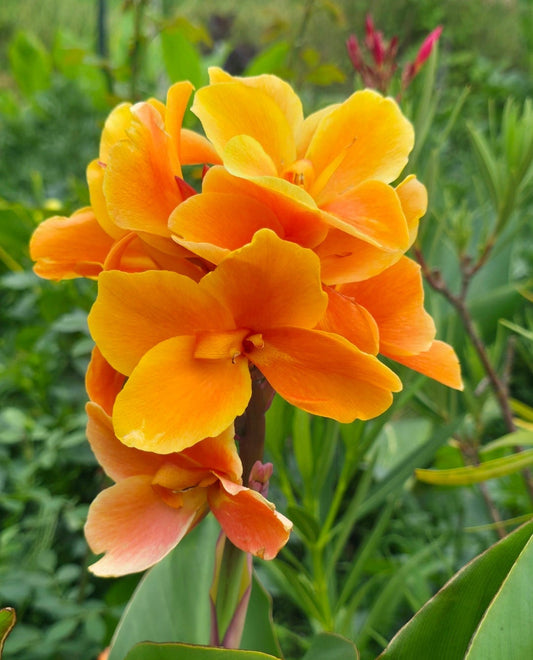 Canna 'Amber'