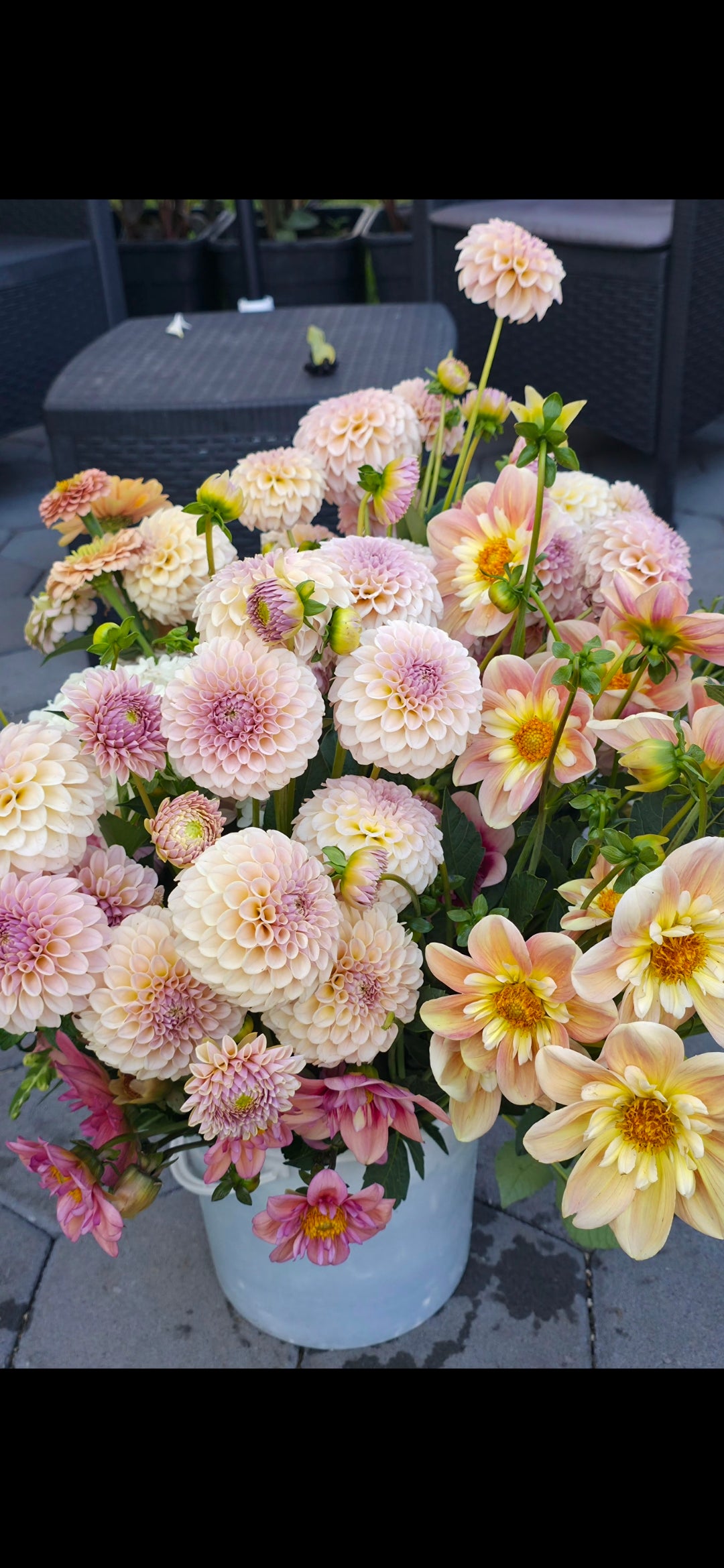 Dahlia 'KA’s® Cinder Rose' - rooted cutting