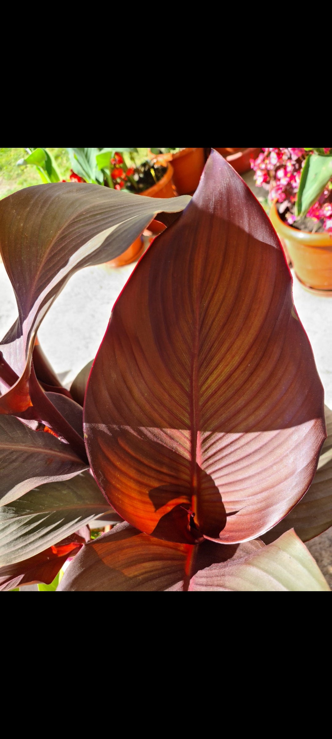Canna 'Tropicanna Black'