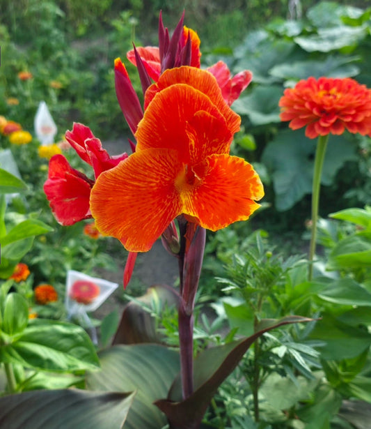 Canna 'Cardinal'