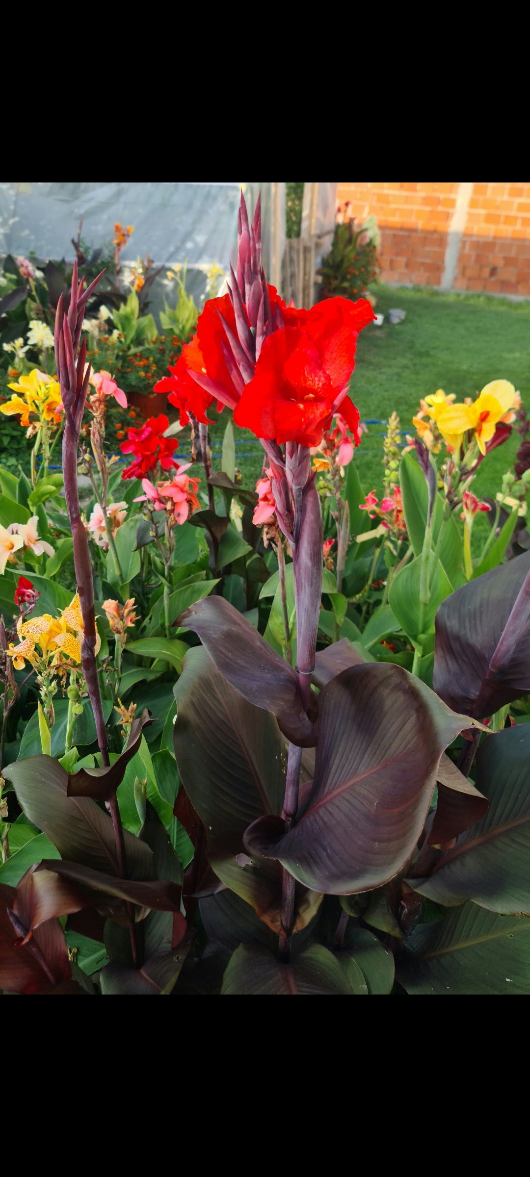 Canna 'Tropicanna Black'