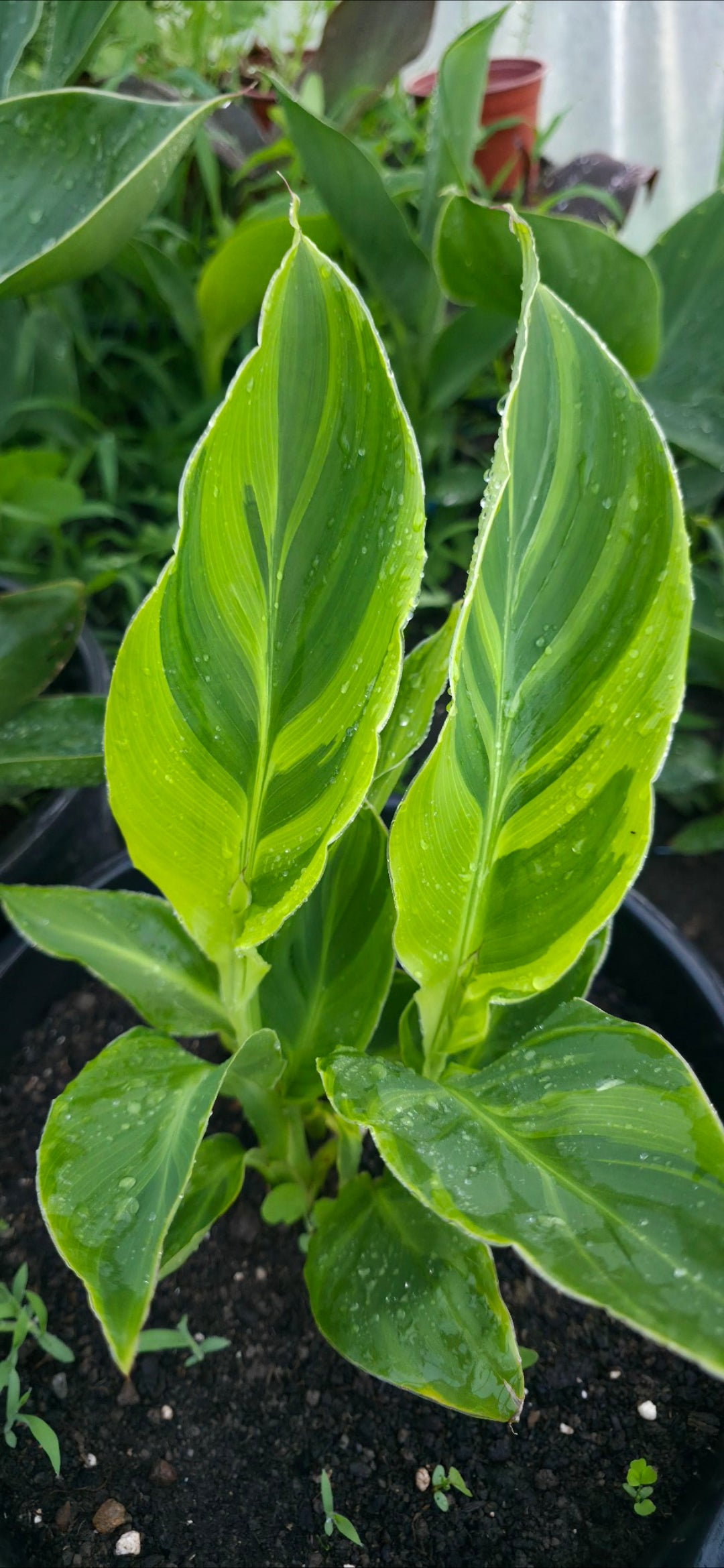 Canna 'Tornado'