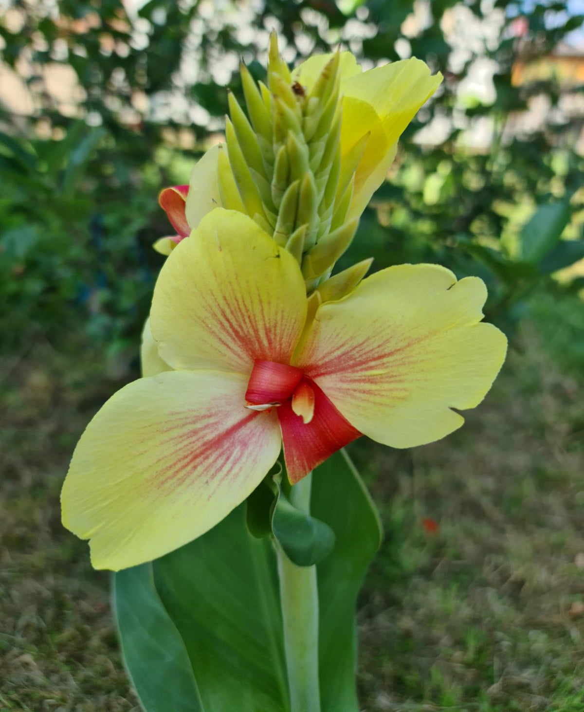 Canna 'Rosalinda'