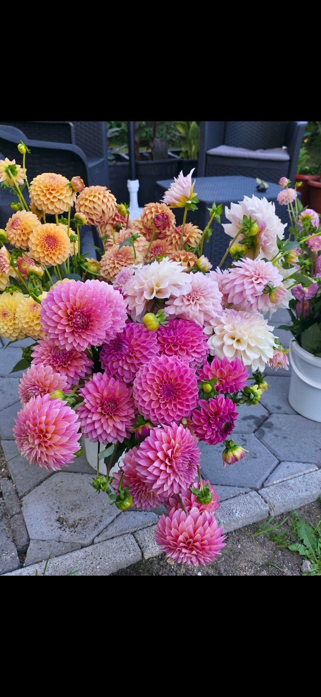 Dahlia 'Bloomquist Mojo - rooted cutting