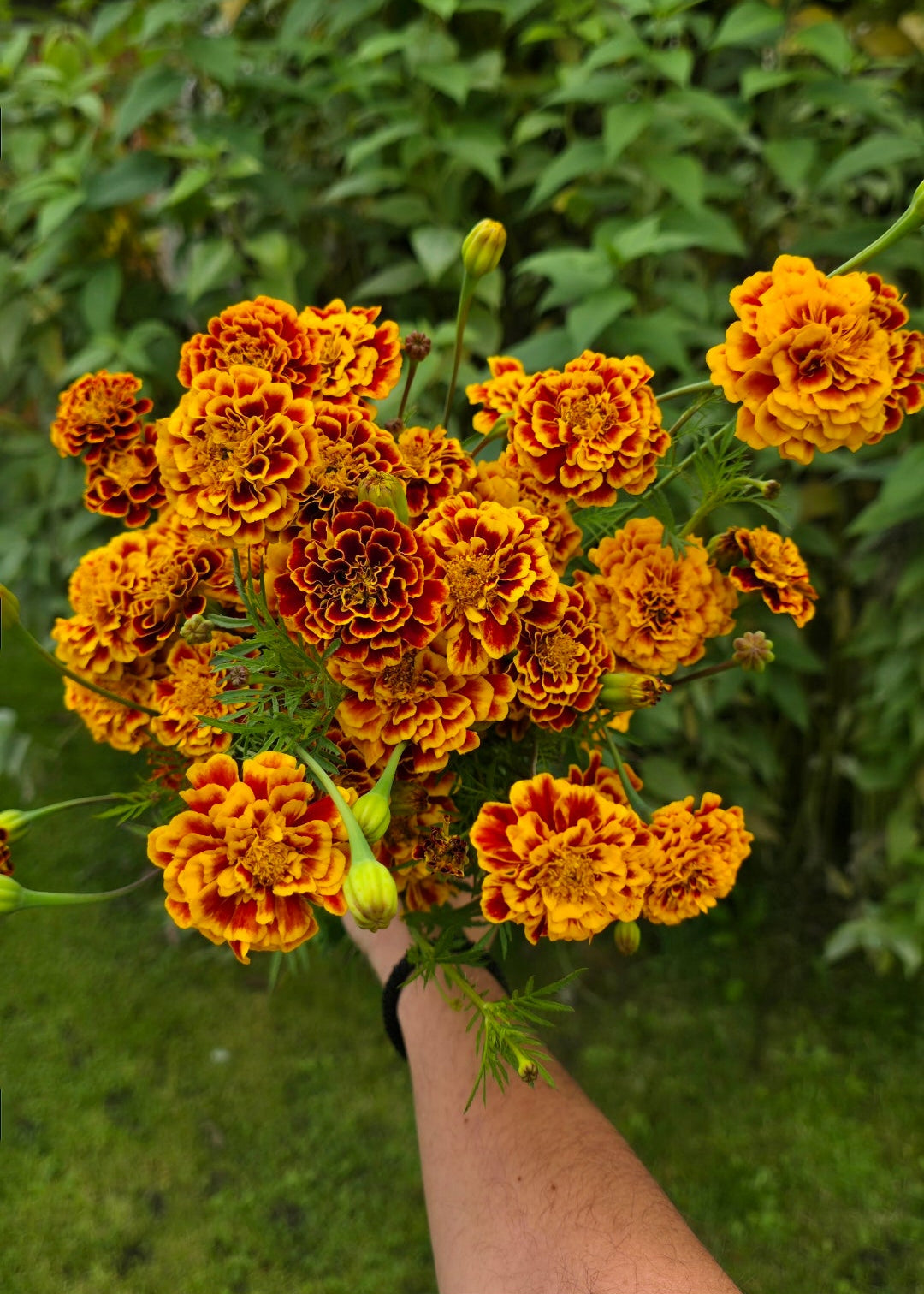 Marigolds 'Sparkler' - 50 semena