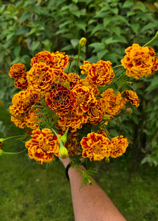 Marigolds 'Sparkler' - 50 semena
