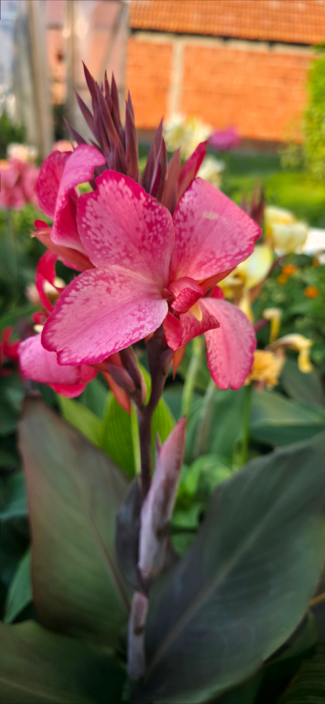 Canna 'Con Amore'