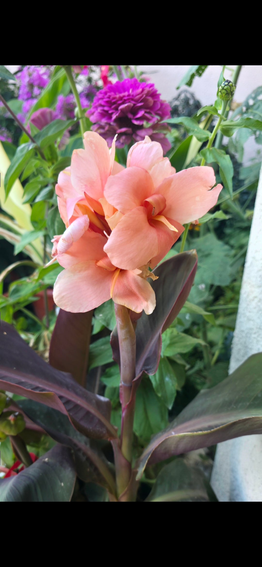 Canna 'Lady K'