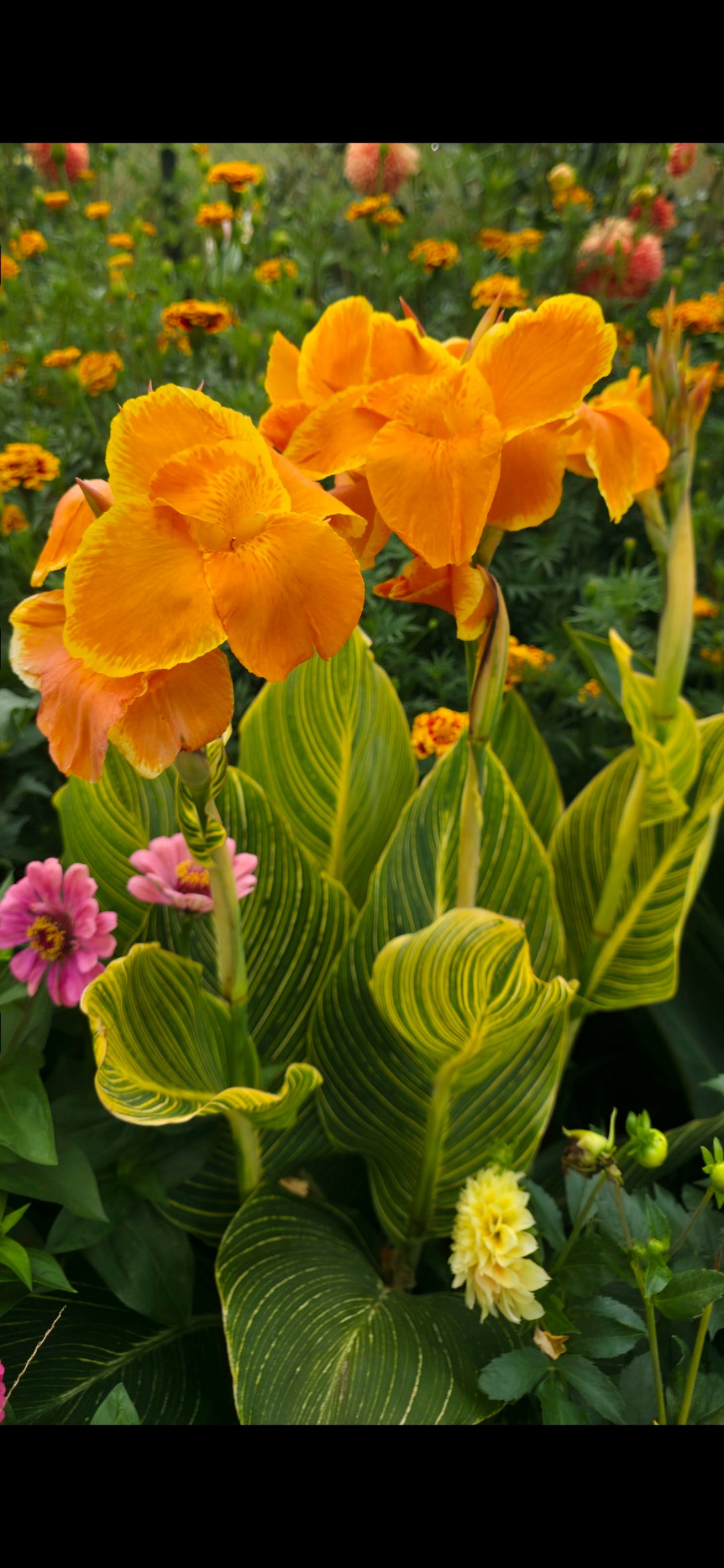 Canna 'Bethany'