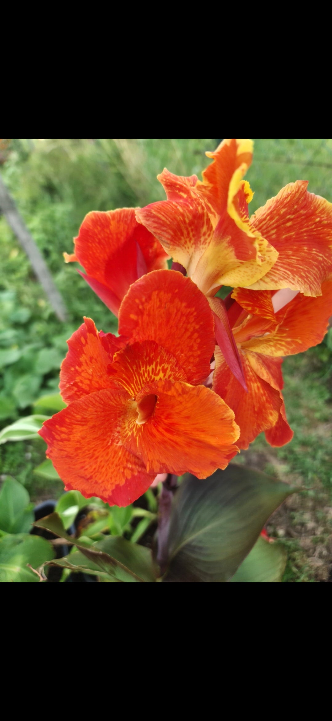 Canna 'Cardinal'
