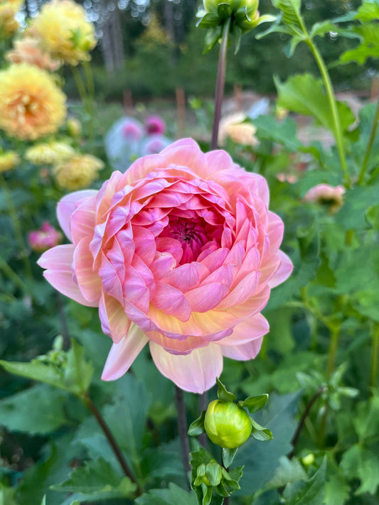 Dahlia 'Sandia Bliss' - rooted cutting
