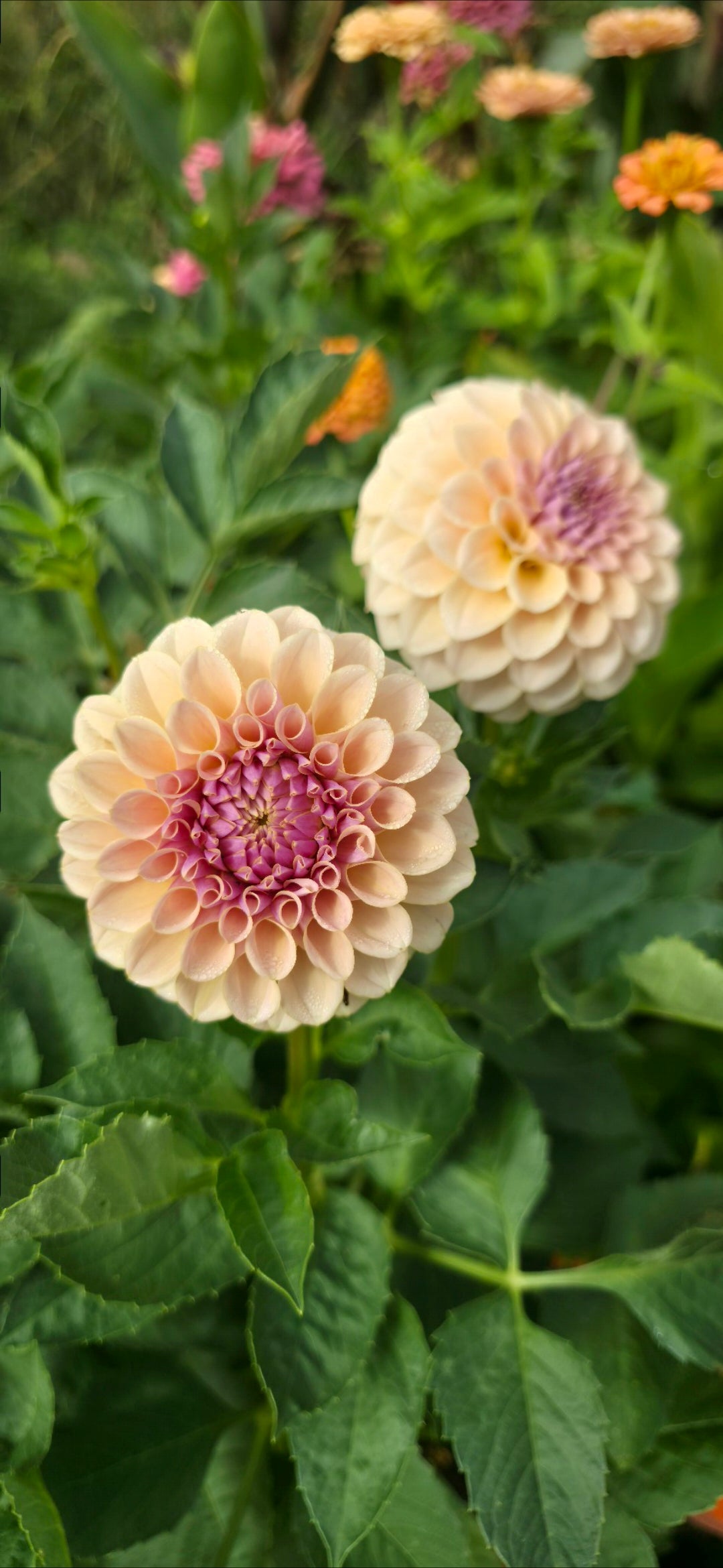 Dahlia 'KA’s® Cinder Rose' - rooted cutting
