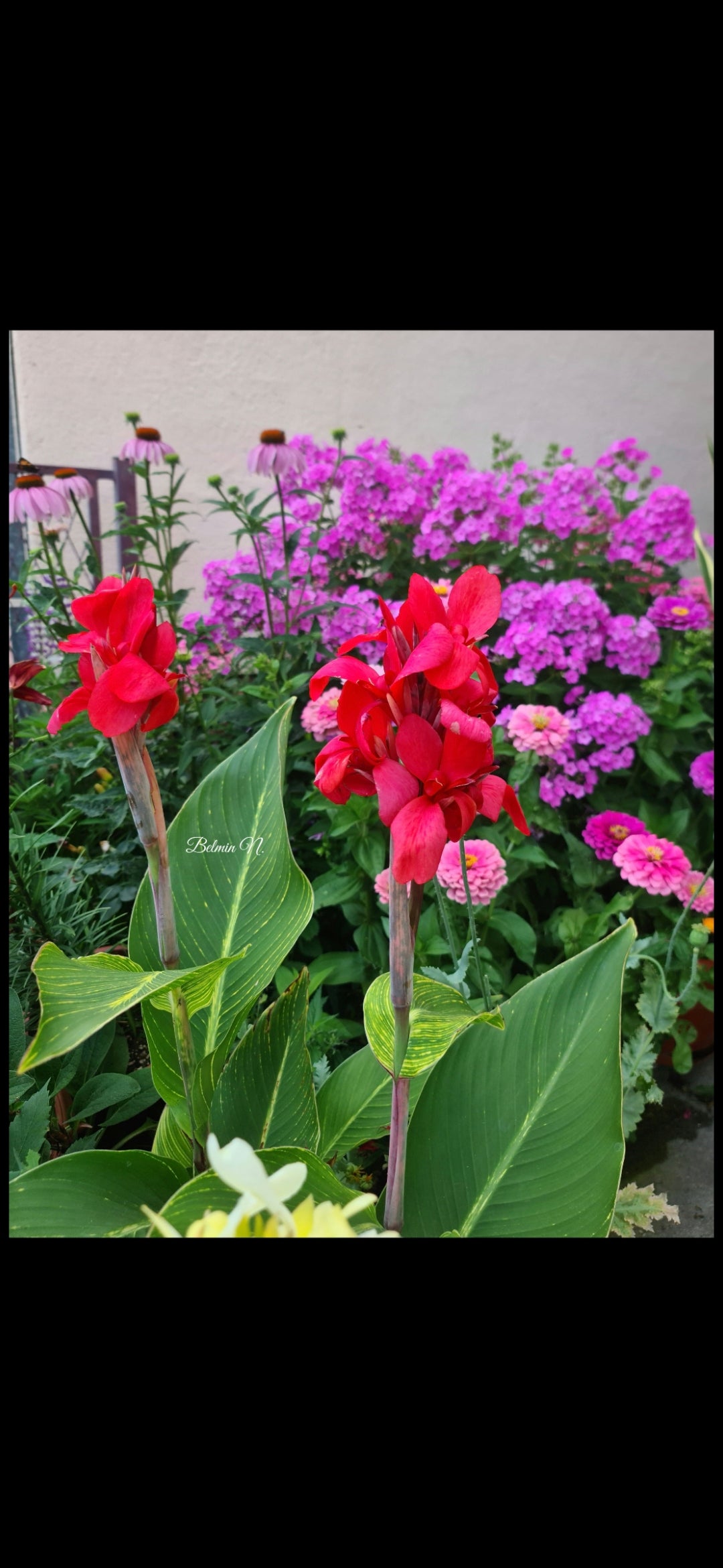 Canna 'Red tiger'