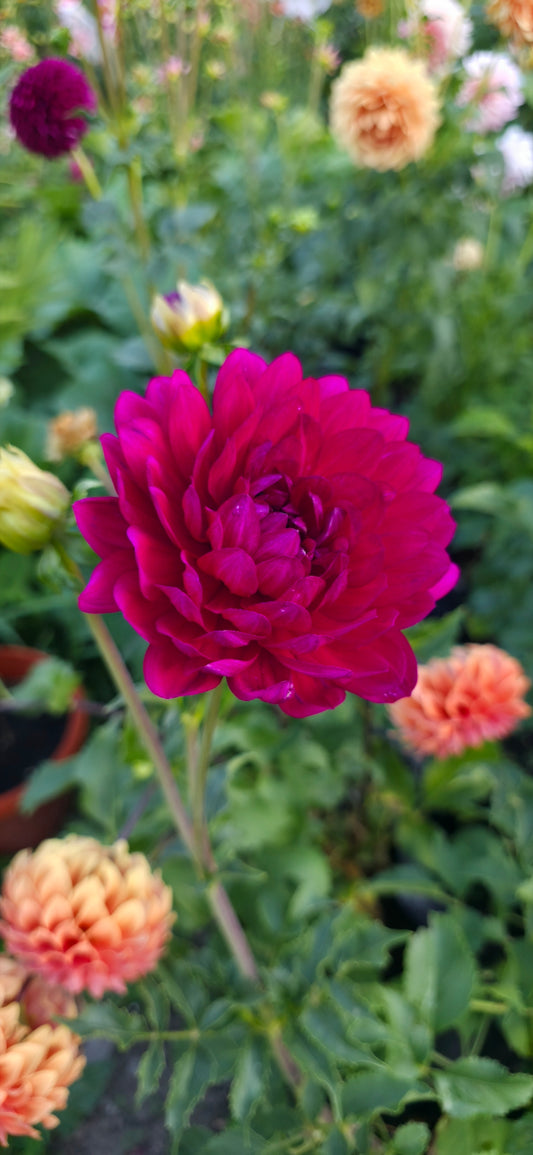 Dahlia 'Sandia Claire' - rooted cutting