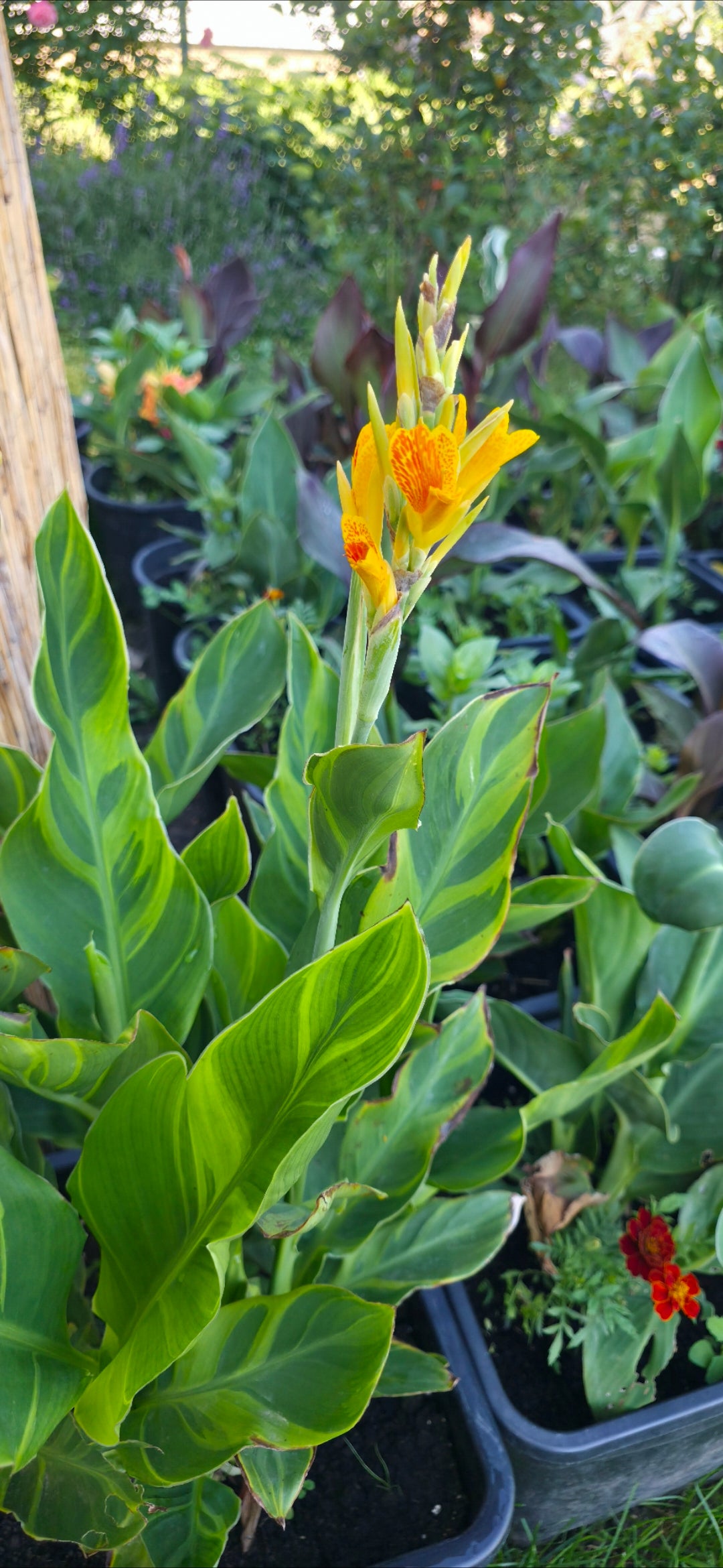 Canna 'Leigh Sunset'