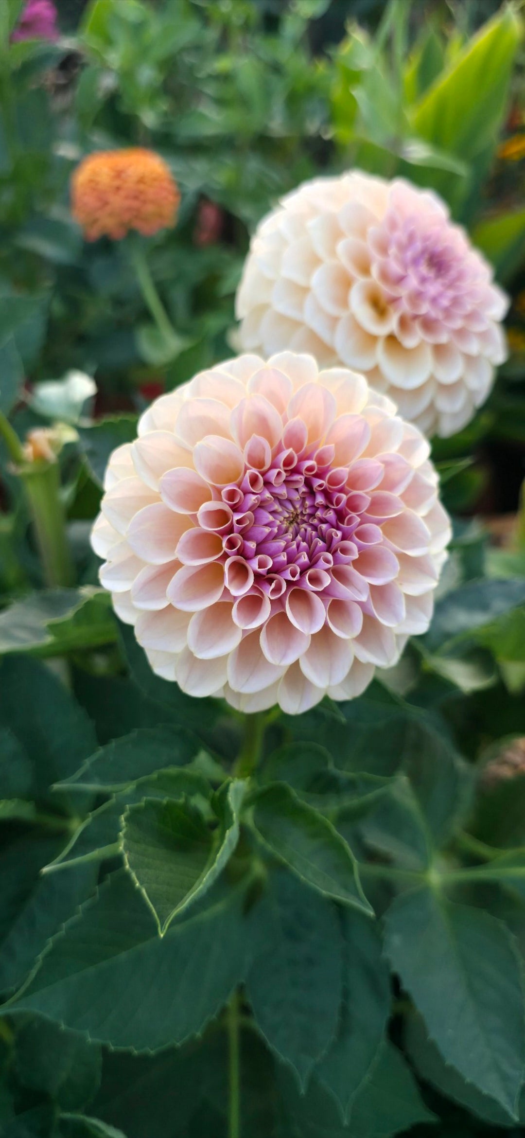 Dahlia 'KA’s® Cinder Rose' - rooted cutting
