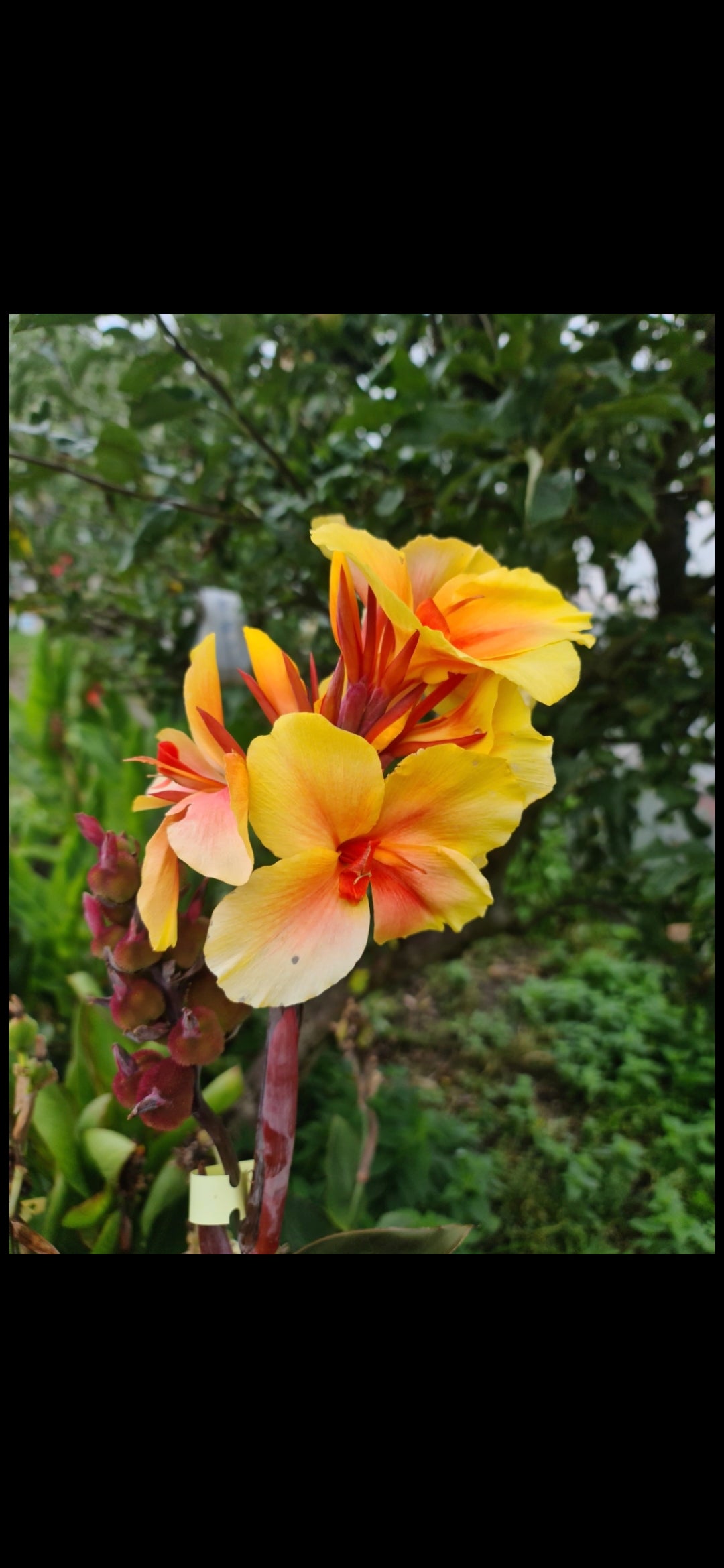 Canna 'Alice'