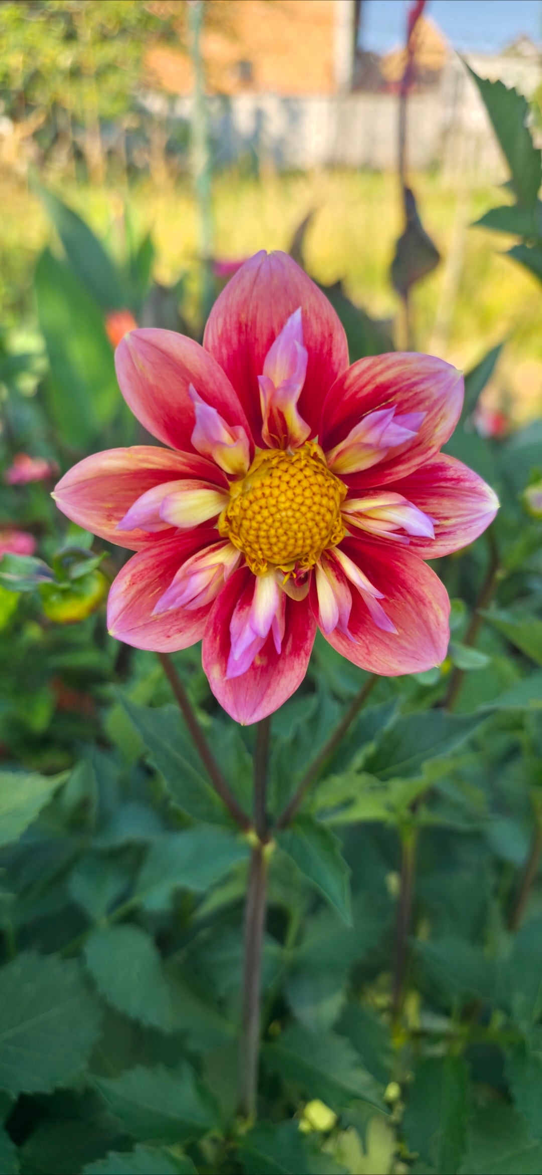 Dahlia collarette 'Orange Hype' - tuber