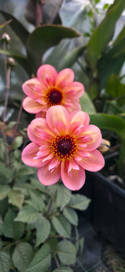 Dahlia collarette 'By So Obsessed' - rooted cutting