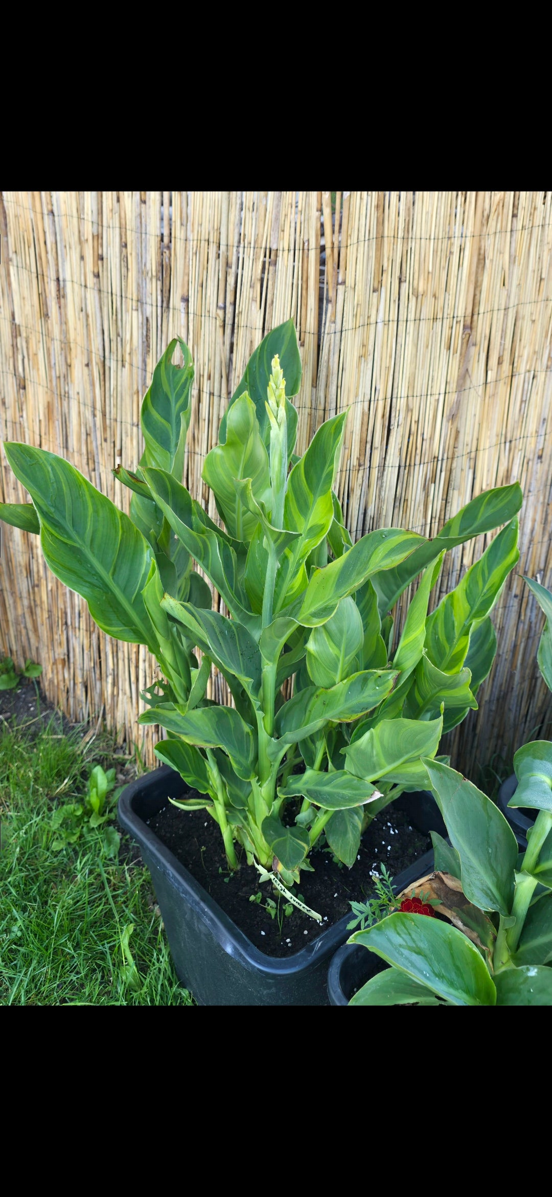 Canna 'Leigh Sunset'
