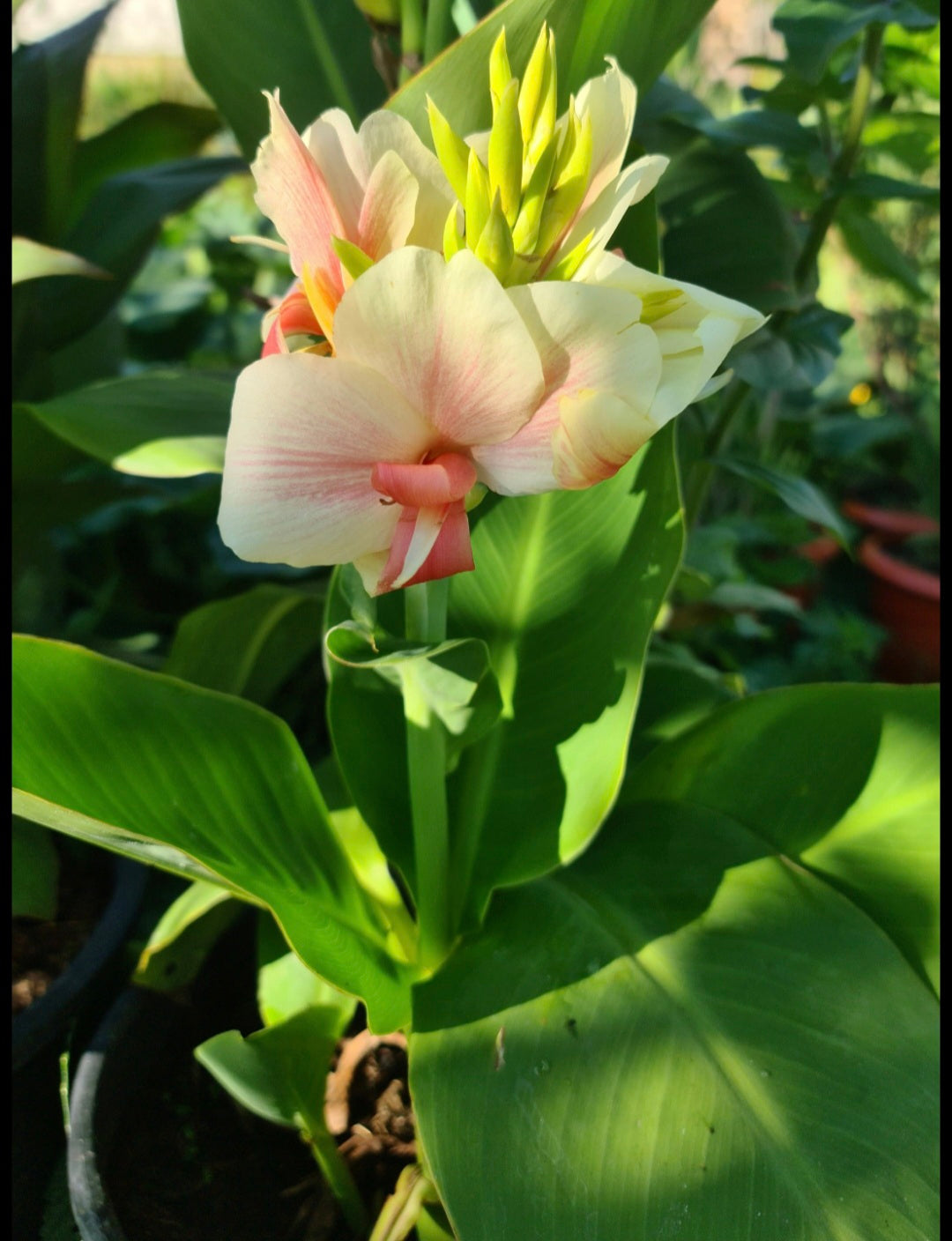 Canna 'Be Mine'