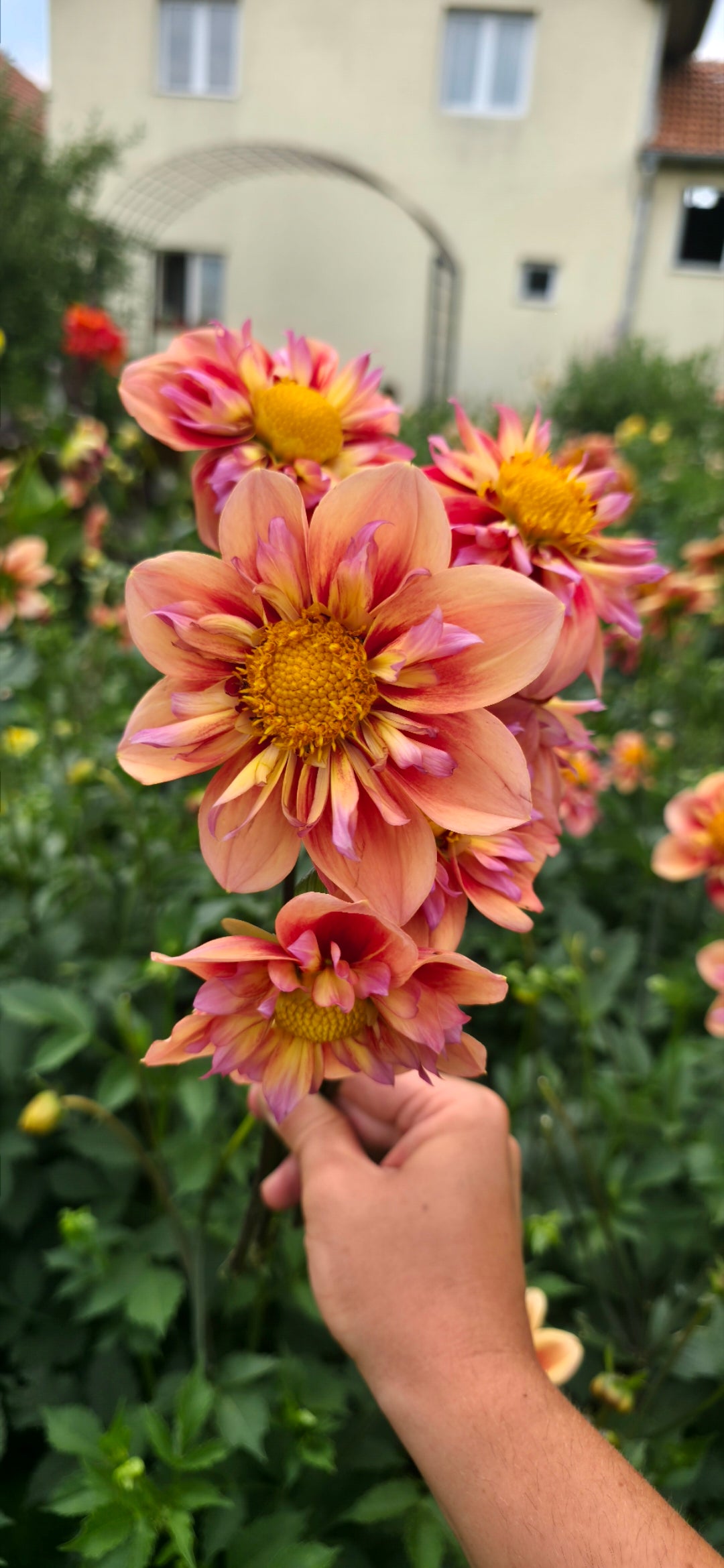 Dahlia collarette 'Orange Hype' - tuber