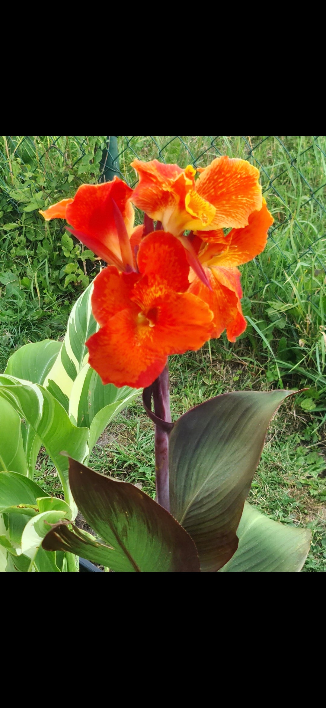 Canna 'Cardinal'