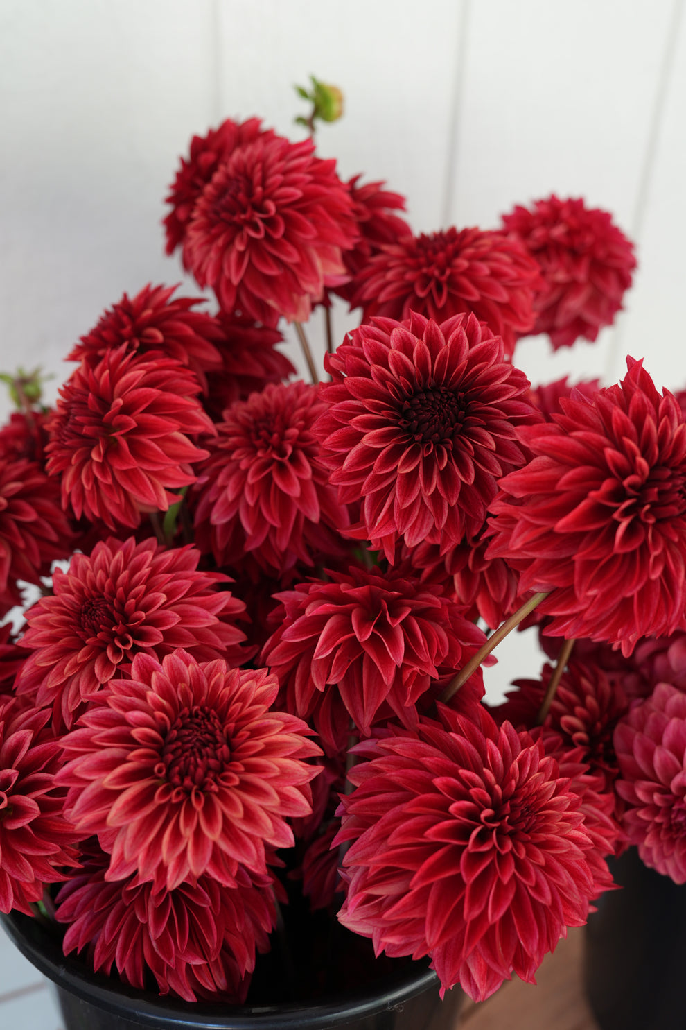 Dahlia 'RM Dragon's Blood' - rooted cutting
