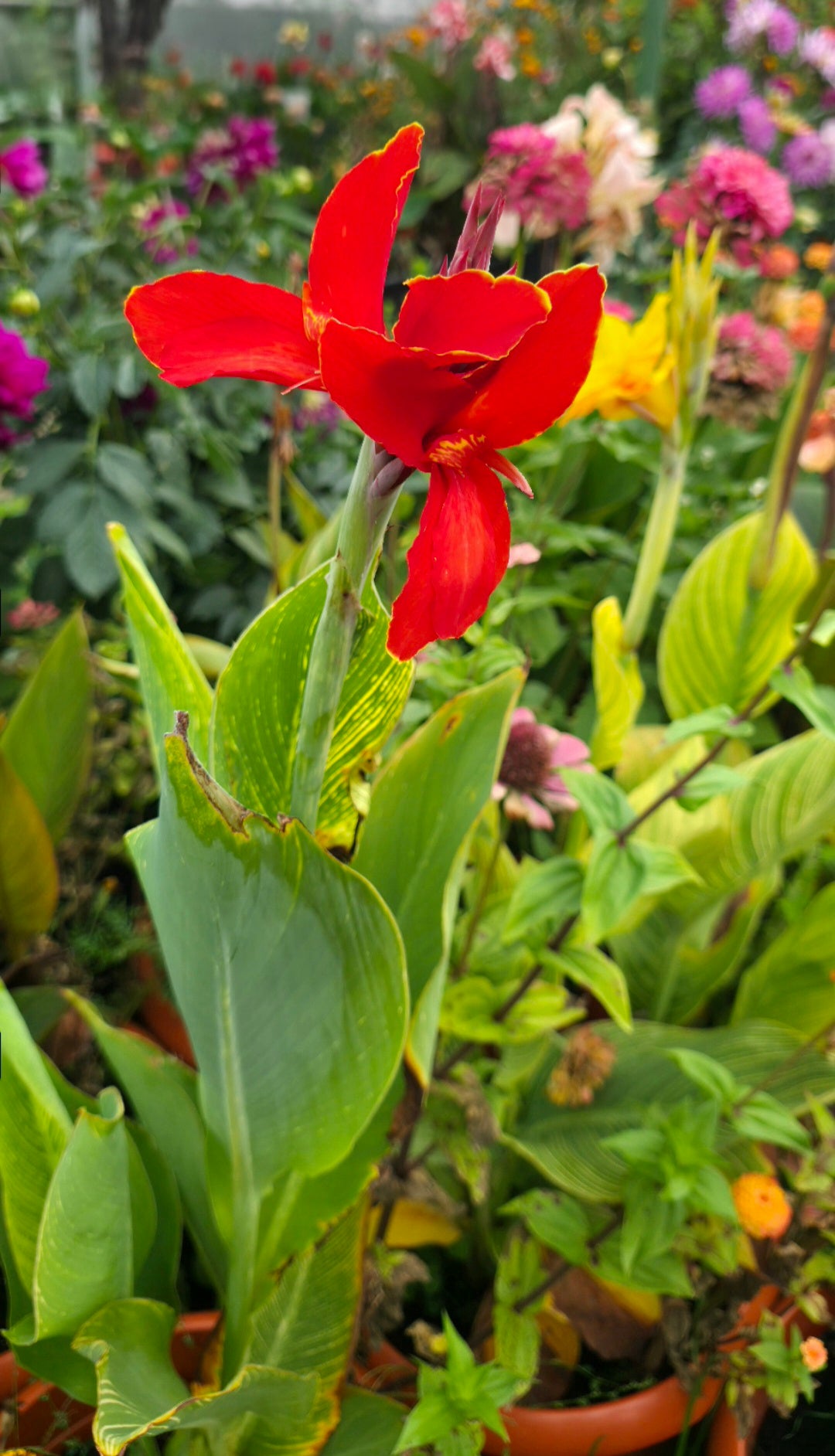 Canna 'Red Yellow tiger'