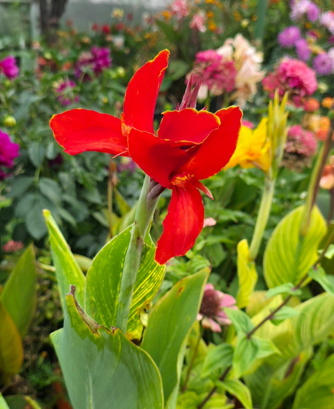 Canna 'Red Yellow tiger'