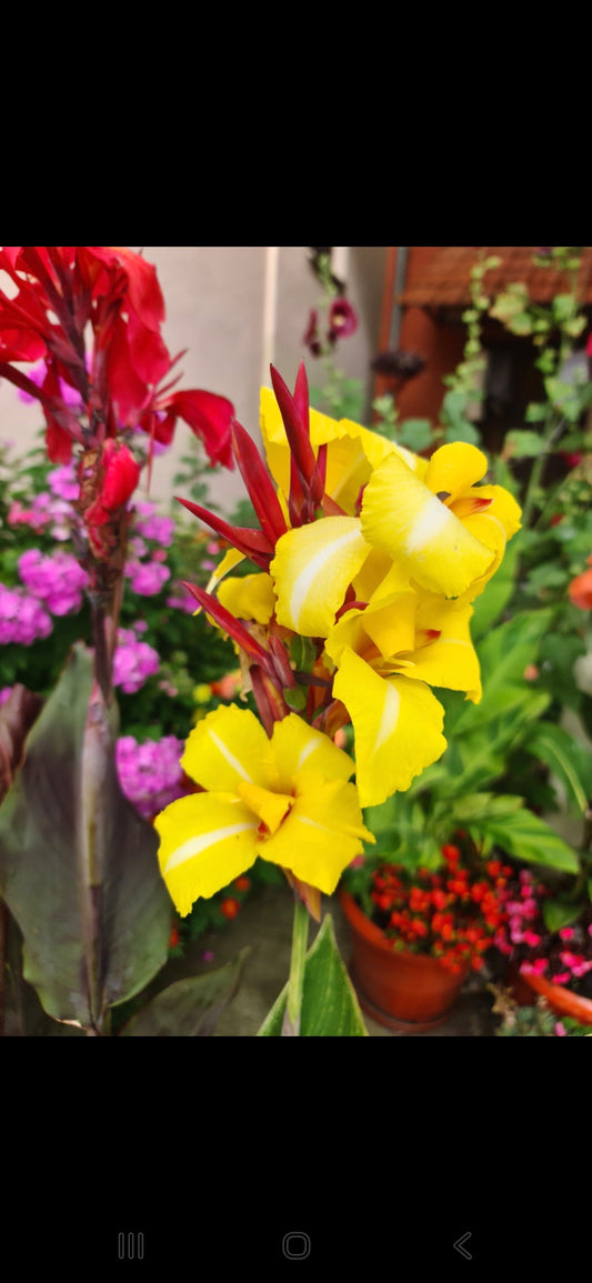 Canna 'Bangkok'