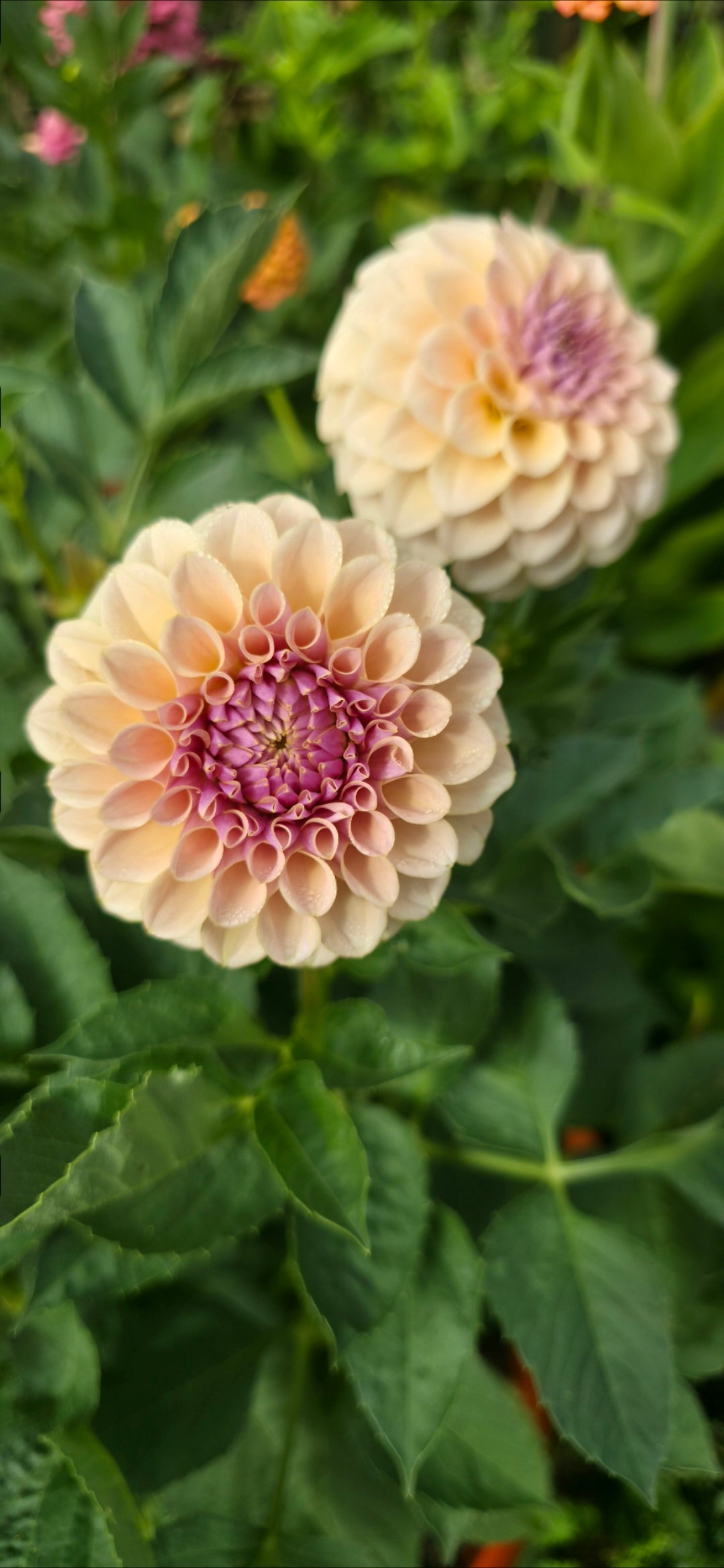 Dahlia 'KA’s® Cinder Rose' - rooted cutting