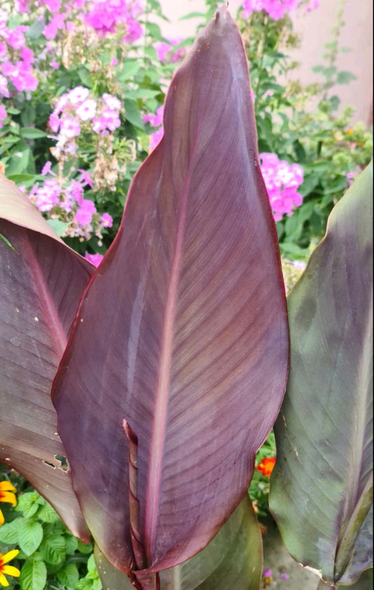 Canna 'Bellamie'