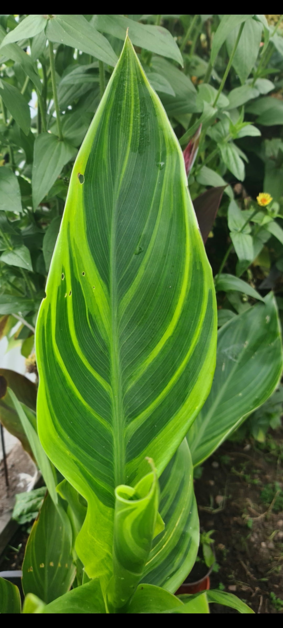 Canna 'Sri-Menanti'