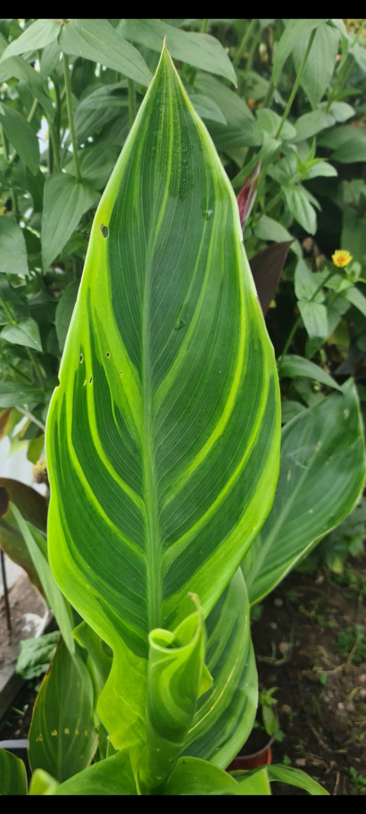Canna 'Sri-Menanti'